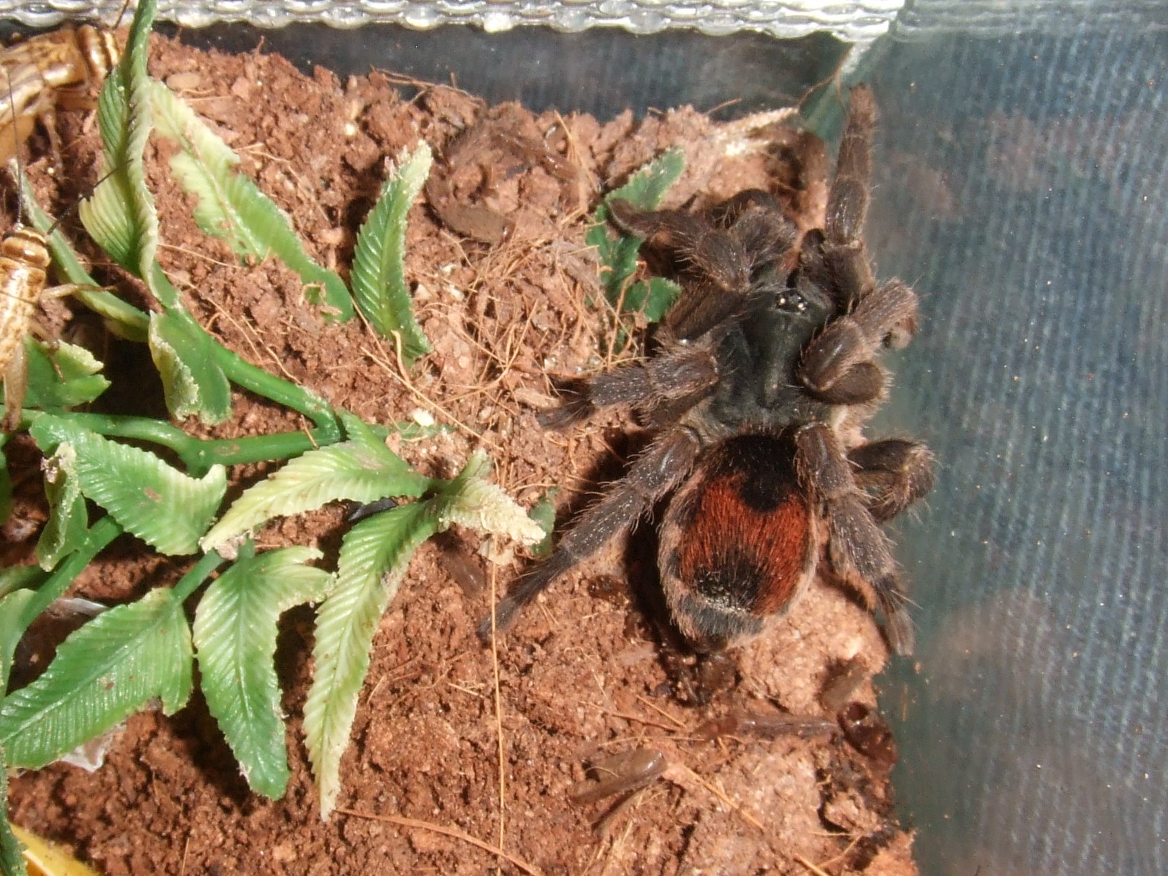 Neostenotarsus sp. Suriname - Moengo
