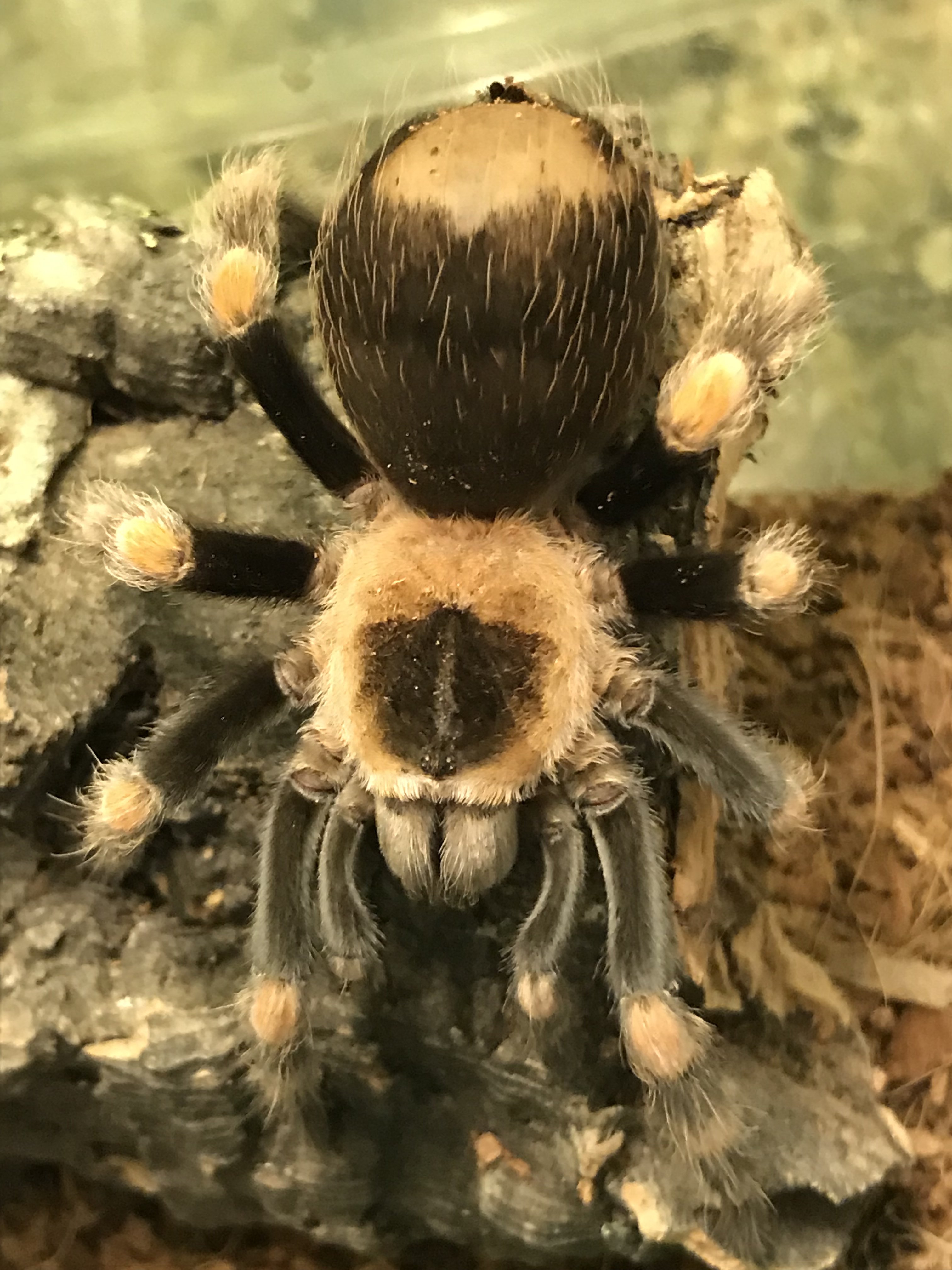 New Arboreal Species! Tarantula Forum