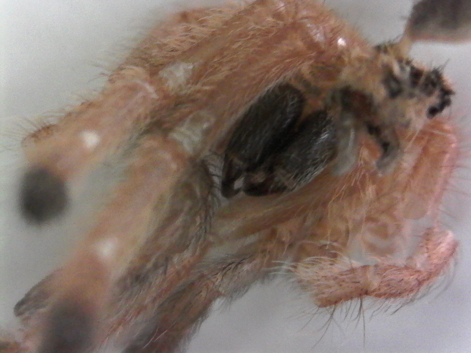 P. gigas chelicerae and fangs, close up