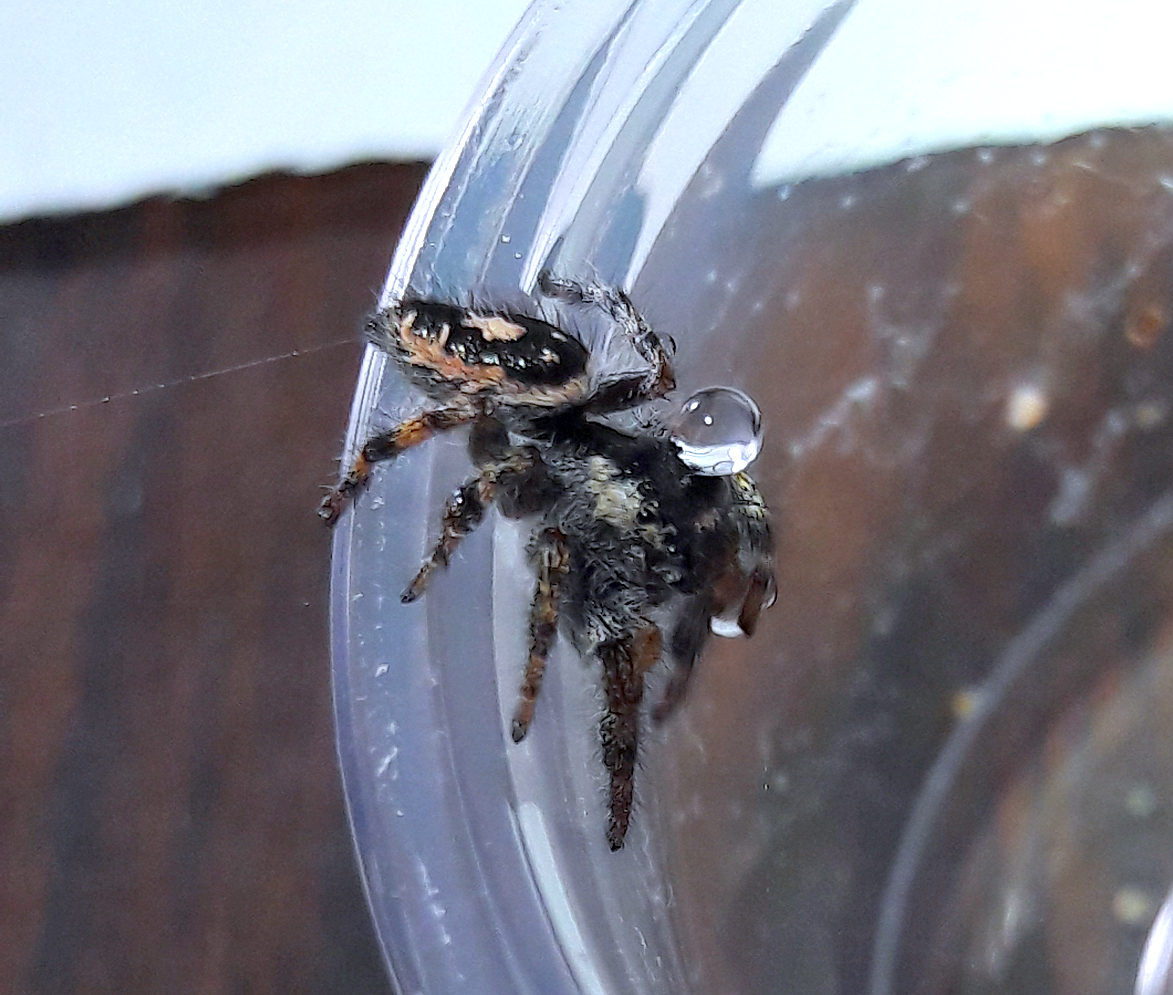 Phidippus californicus 'water droplet on head and left leg form'