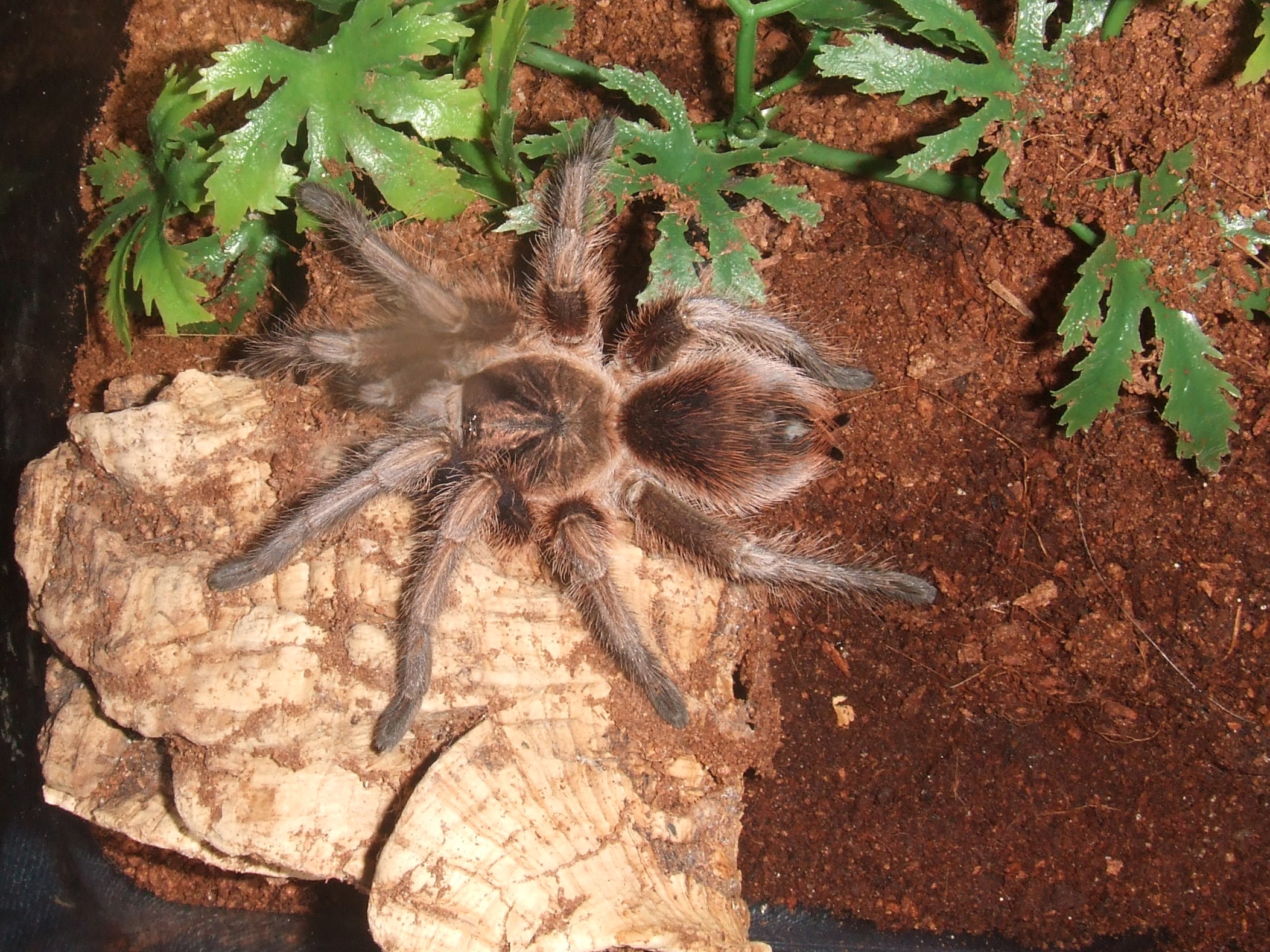 Phormictopus atrichomatus - Amapa