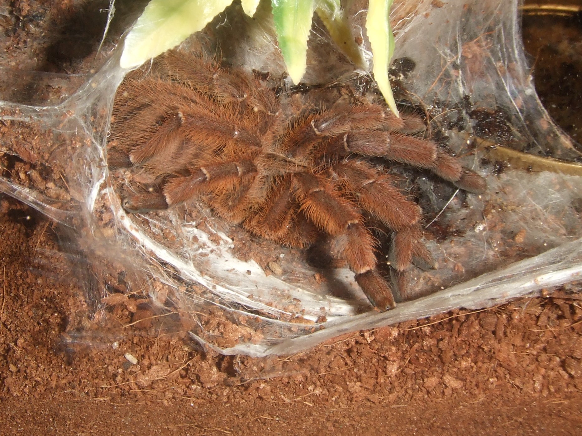 Phormingochilus sp. Rufus - Ayu