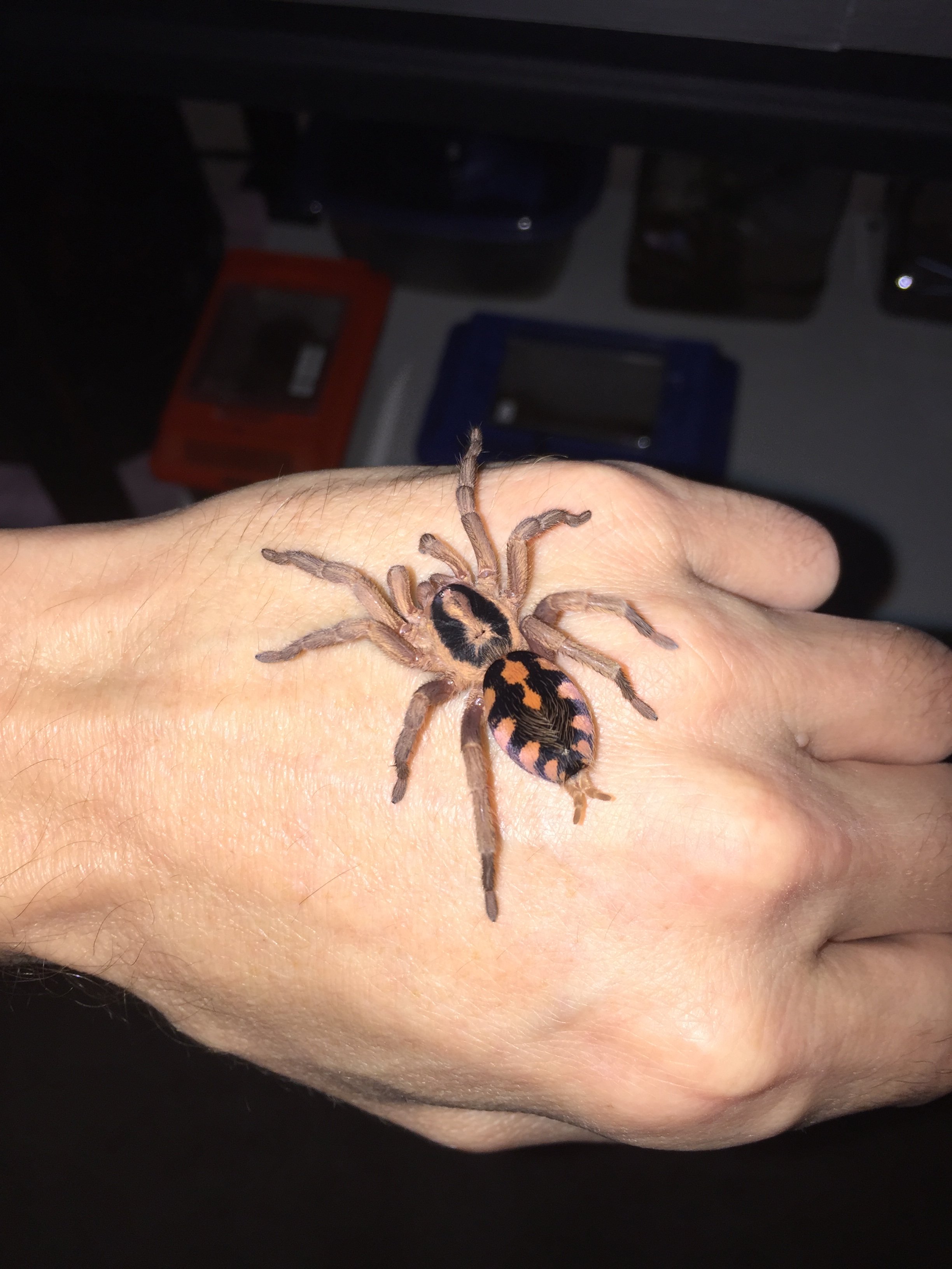 Pumpkin patch freshly molted
