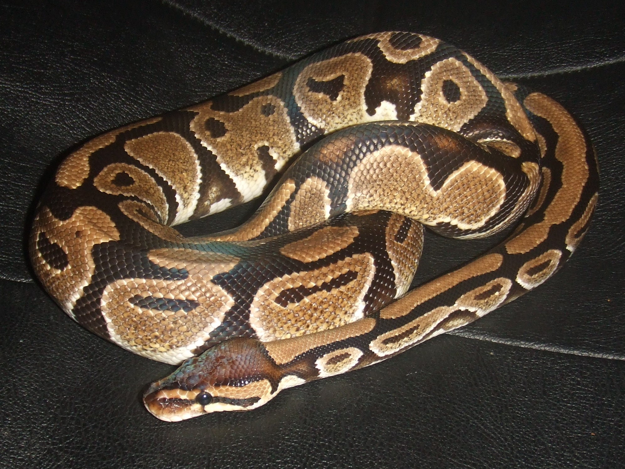 Python Regius - Mali