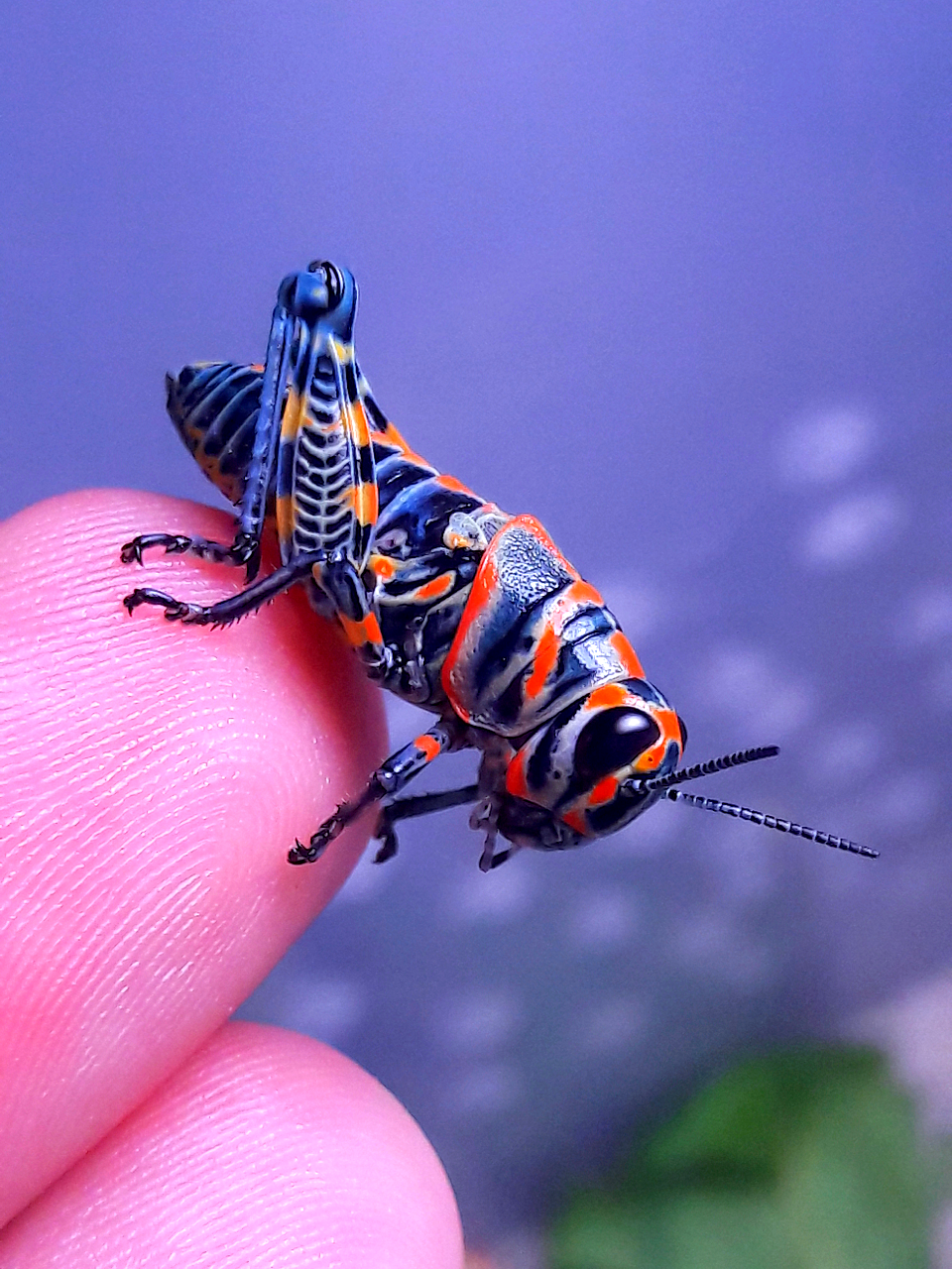 Rainbow grasshopper nymph