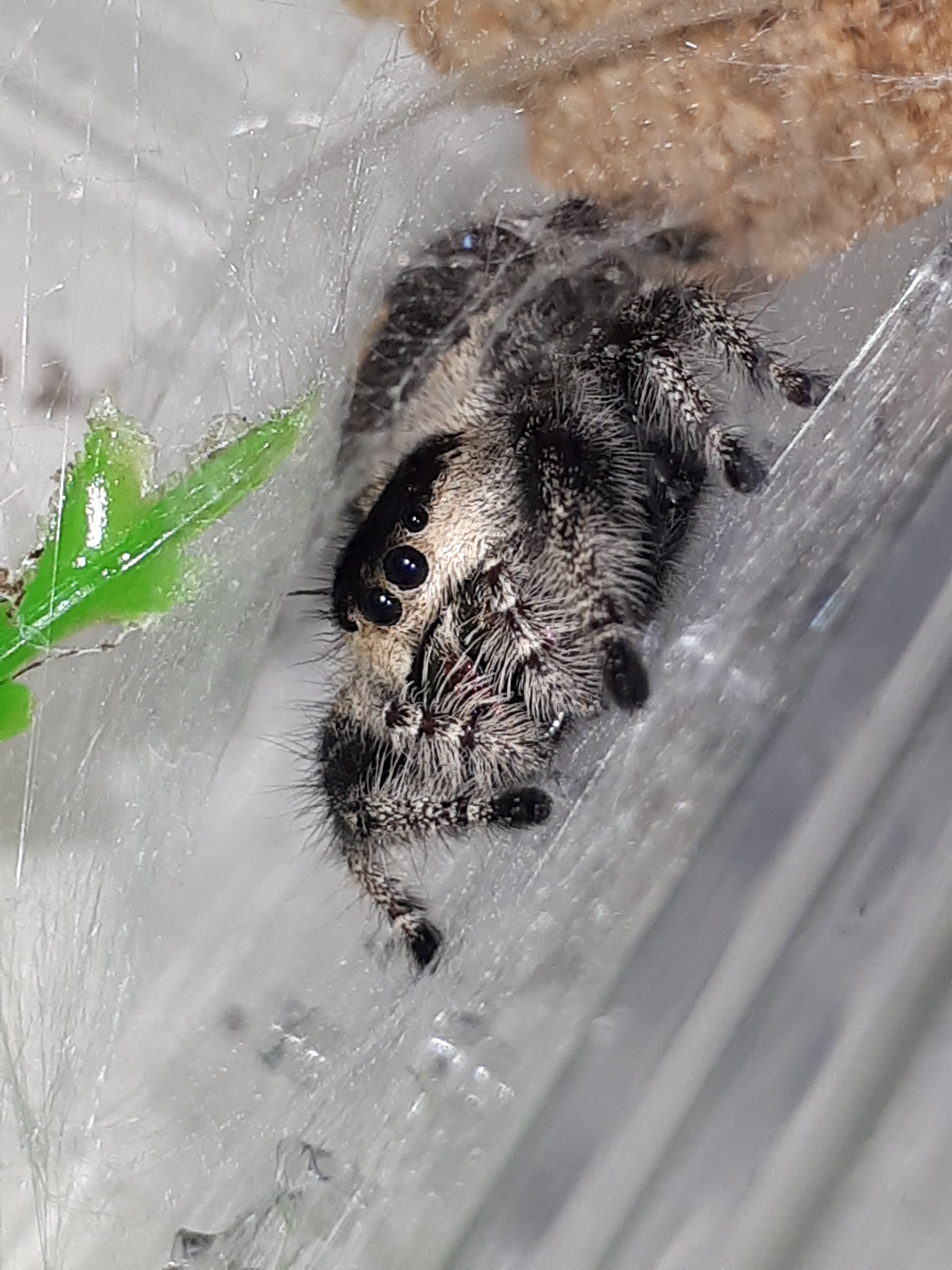 Regal Jumping Spider Tarantula Forum