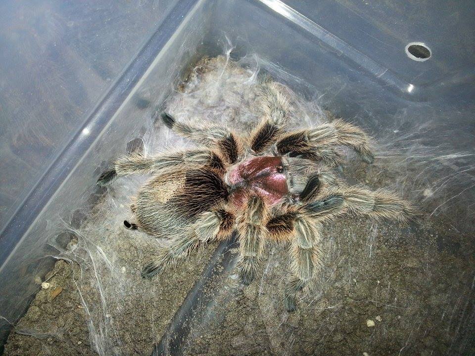 rosey freash out of her molt